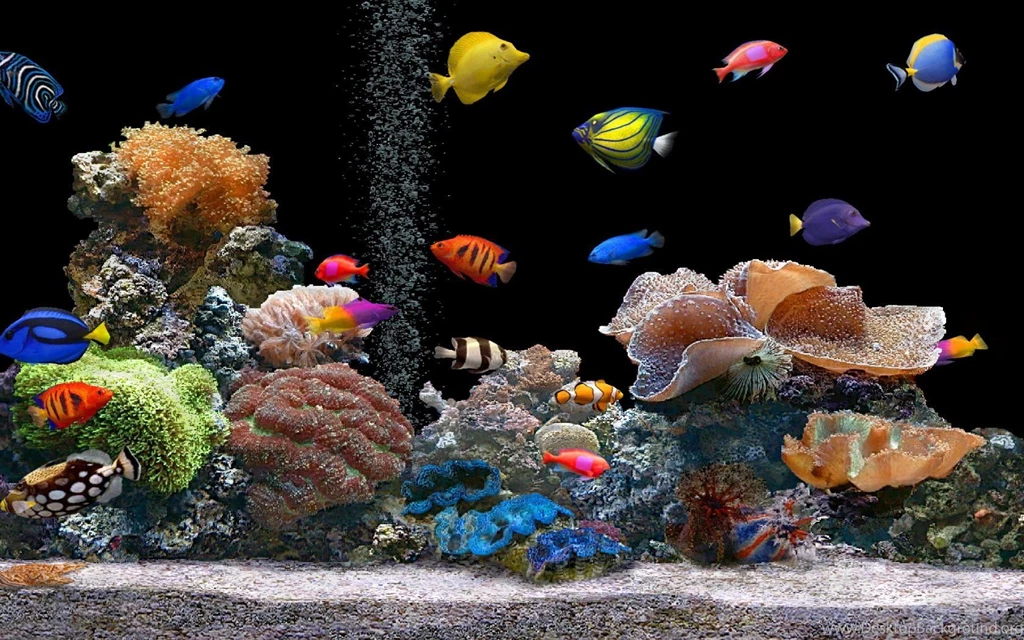 Pic > Google Images Tropical Fish