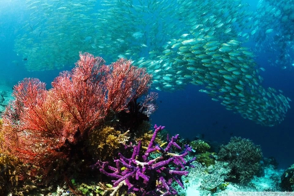 School Of Tropical Fish HD Desktop Wallpapers : High Definition ...