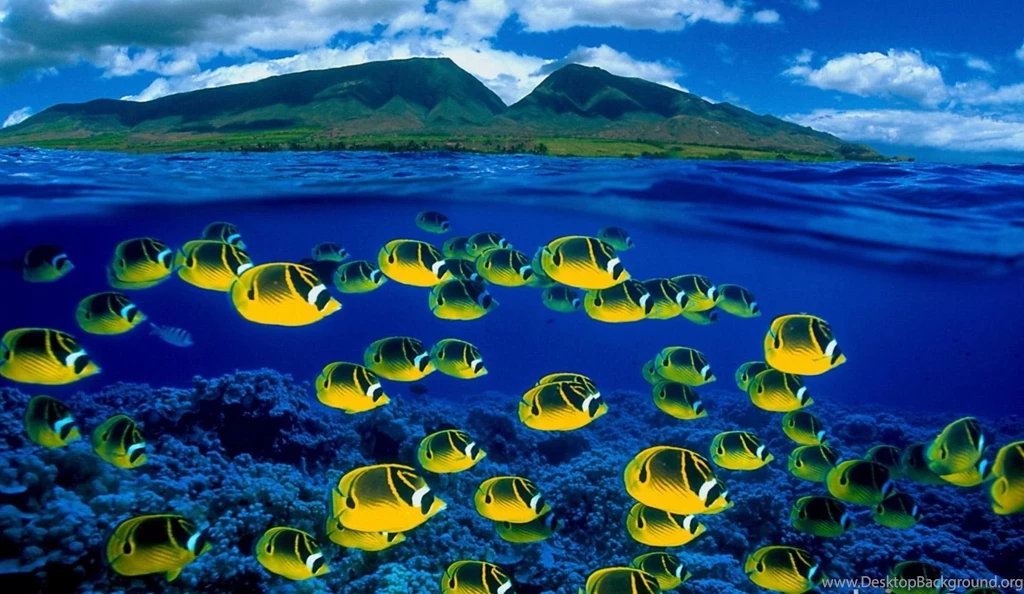 Underwater World Fish Corals Animals Wallpapers