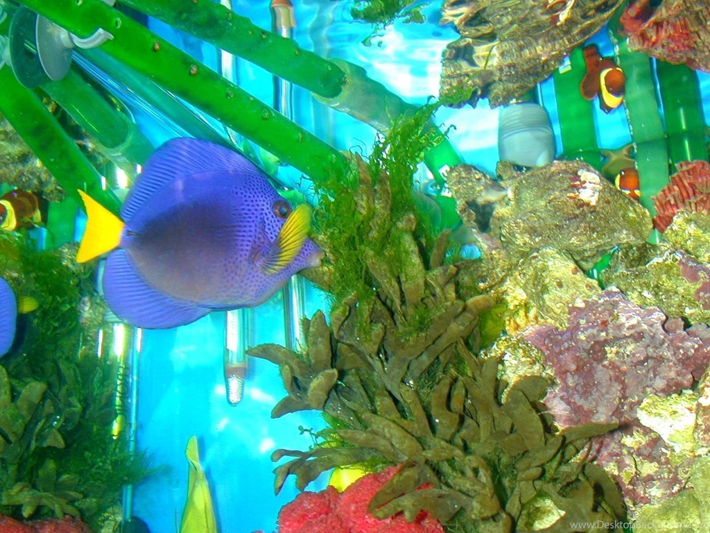 Tropical Fish Wallpapers   Fish Wallpapers (5412986)   Fanpop