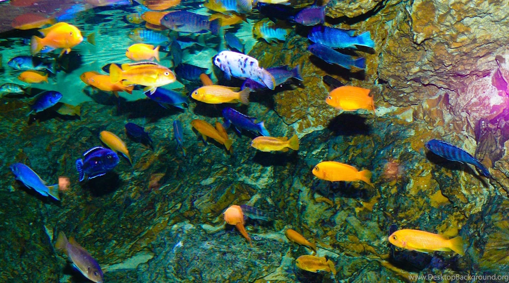 CICHLID Tropical Fish Wallpapers