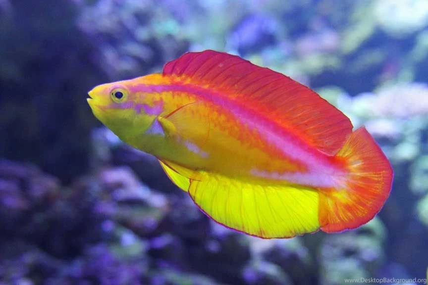 Tropical Fish Photos, Tropical Fish Photography, Tropical Fish ...