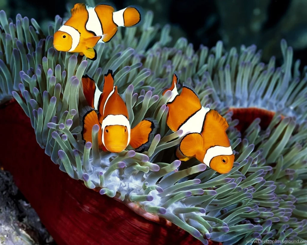 Three Orange Tropical Fish And Coral Wallpapers