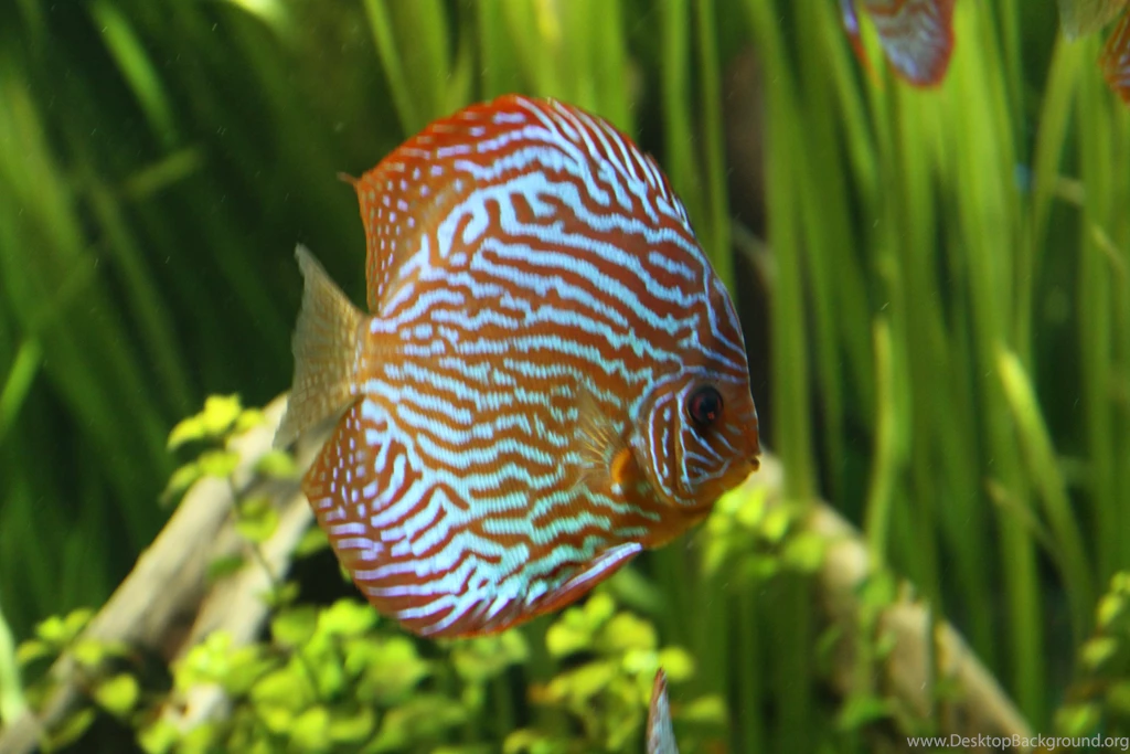 DISCUS Tropical Fish Wallpapers