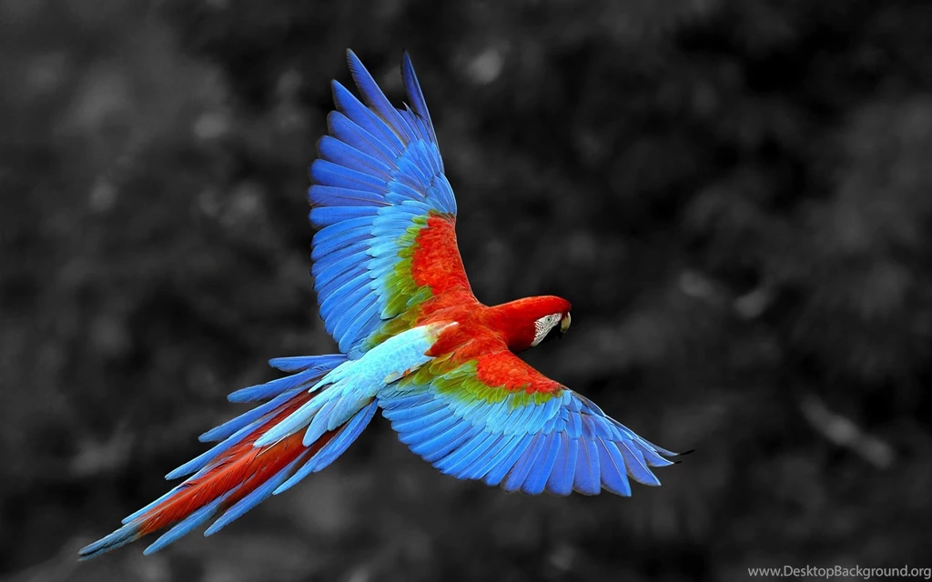 Cute Macaw Bird HD Wallpapers In Blue, Gold, Red COlor