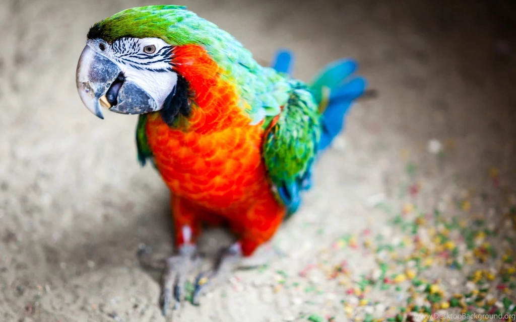 Birds HD Wallpapers Get Free Desktop Birds Wallpapers HD
