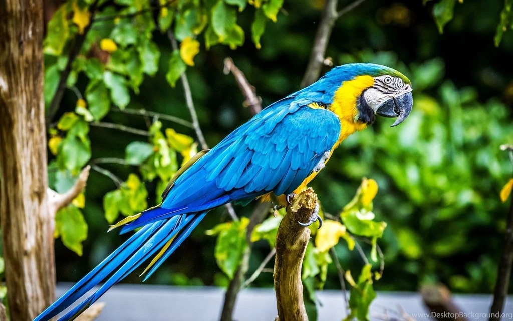 Macaw Parrot Bird Tropical (37) Wallpapers