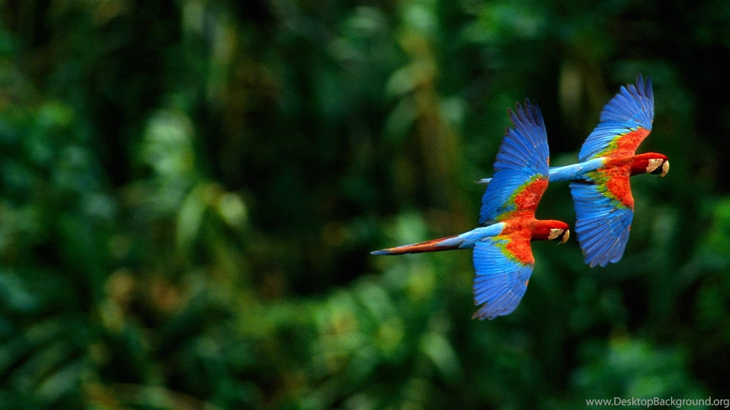 Macaw Parrot HD Wallpapers 4.jpg
