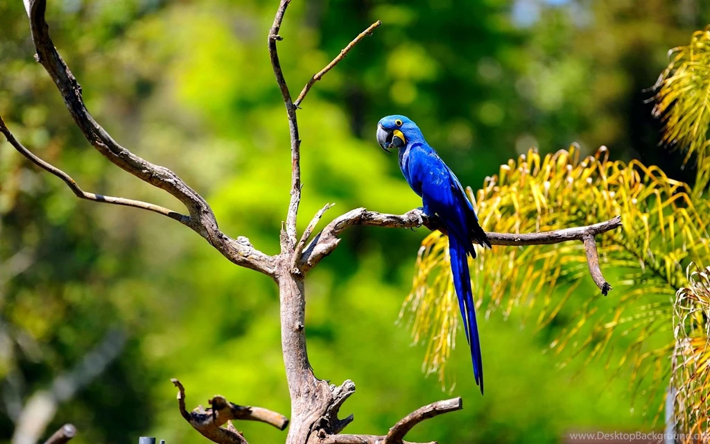 Cute Macaw Bird HD Wallpapers In Blue, Gold, Red COlor