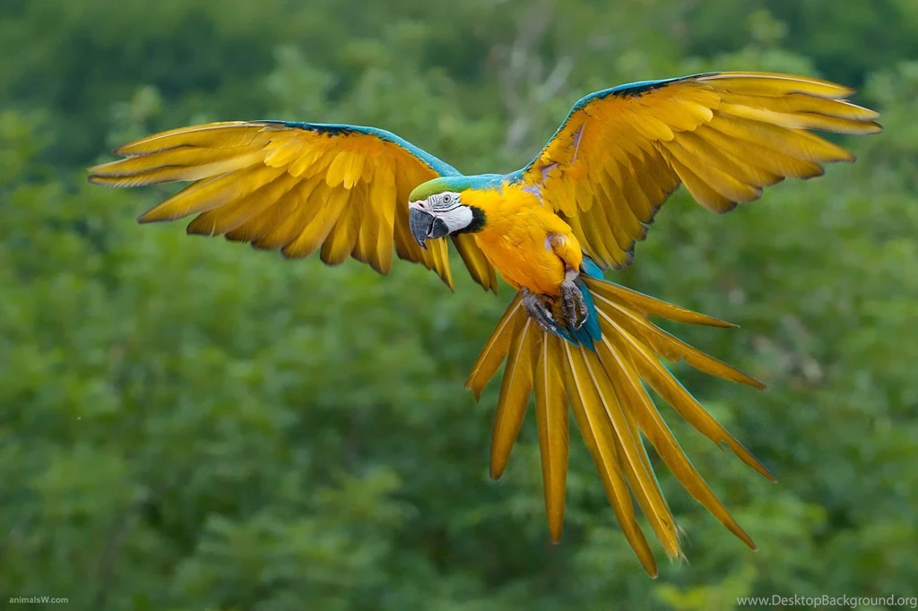 Desktop amazing bird wallpaper.jpg