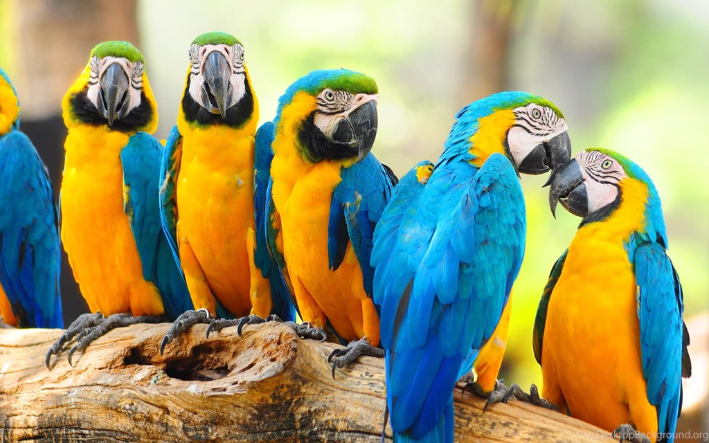 Lovely Macaw Parrots Wallpapers