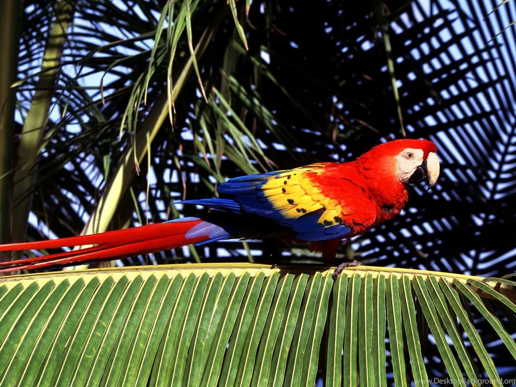 Bird macaw pics download.jpg