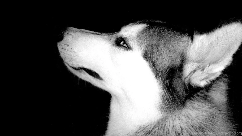 Wolf On Black Backgrounds