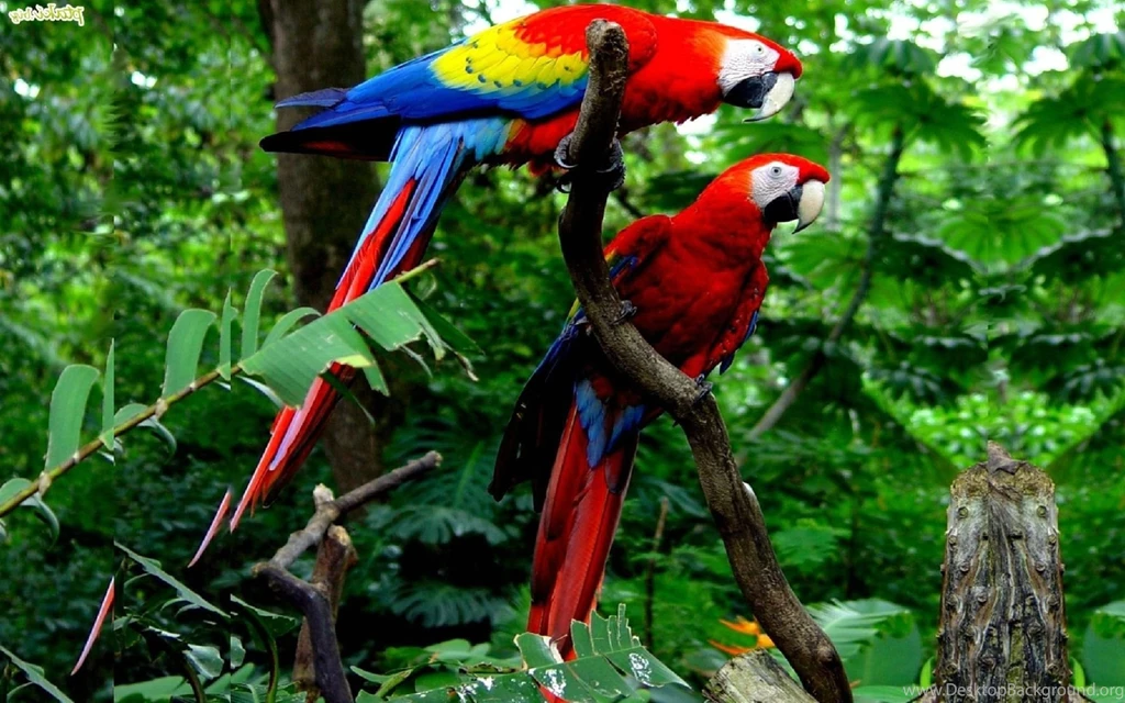 Cute Macaw Parrot Desktop HD Wallpapers