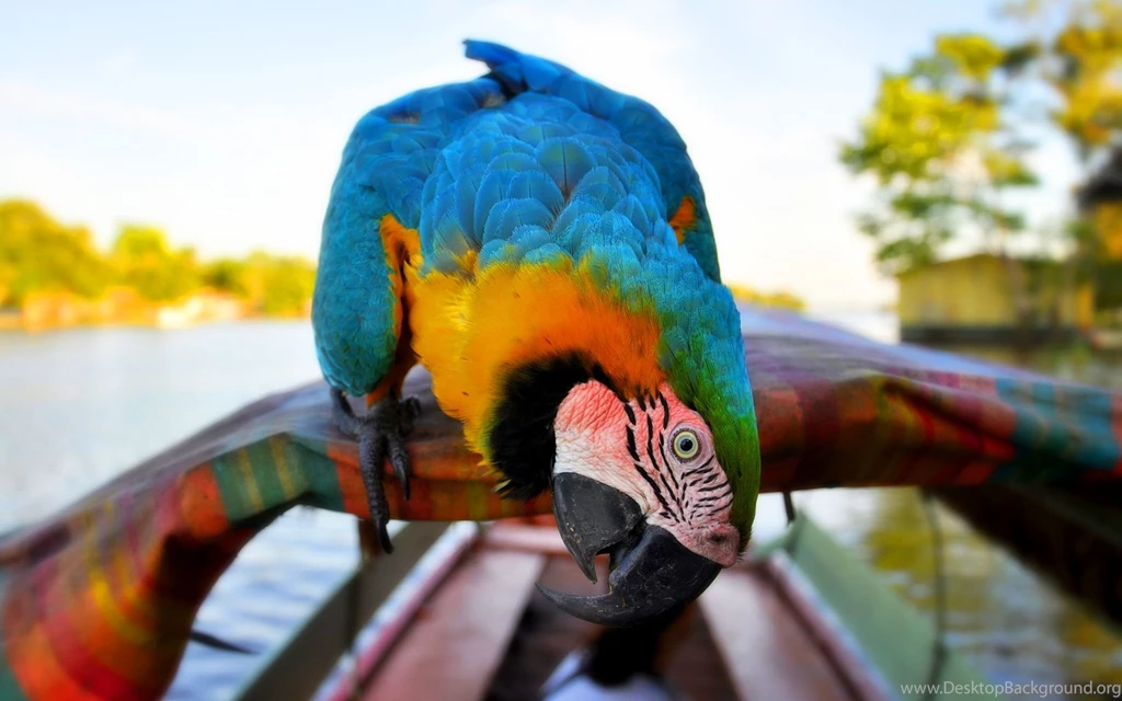 Yellow Blue Macaw Parrot Wallpapers