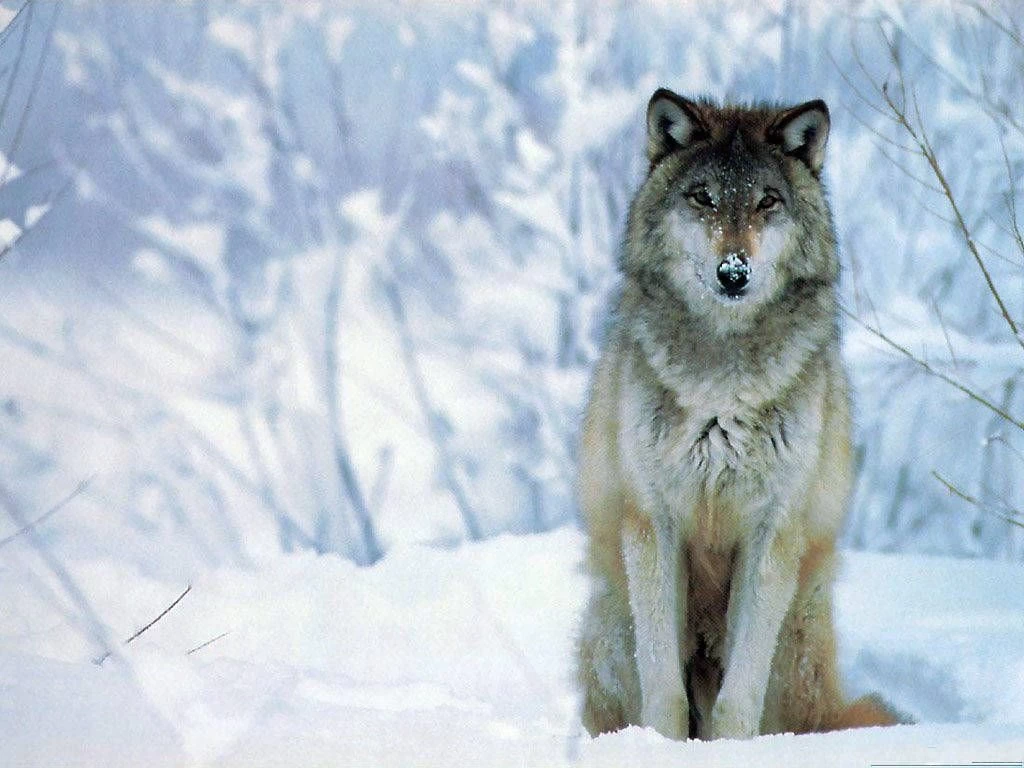 Wolf HD Desktop Wallpapers