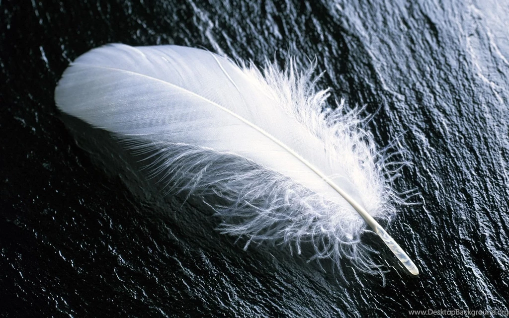 Gallery For   Feathers Backgrounds