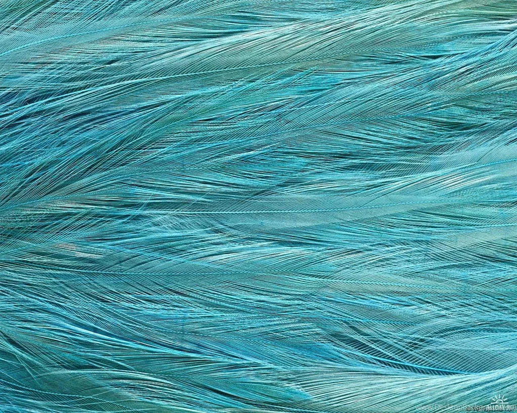 Feather Backgrounds Eight