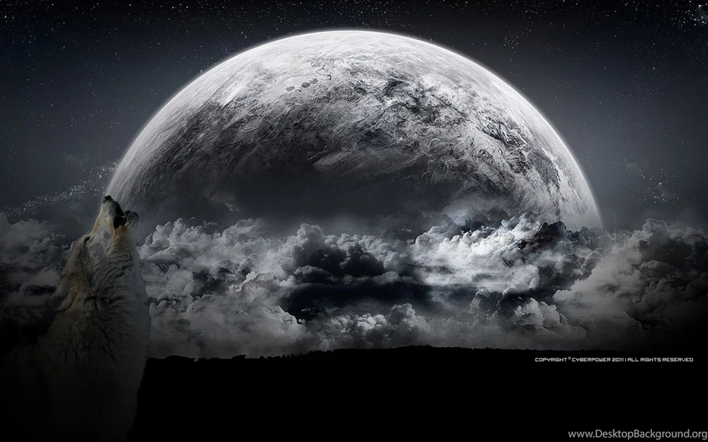 272 Wolf HD Wallpapers