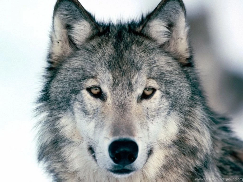 Download Wallpapers 1024x768 Wolf, Winter, Snow, Face, Eyes ...
