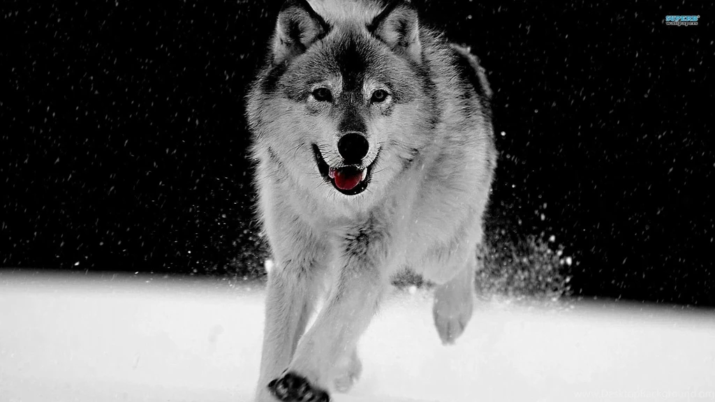 Wolf Wallpapers 1920x1080   Wallpapers Cave