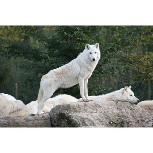 White Wolf ❤ Liked On Polyvore Featuring Animals, Wolves, Wolf ...