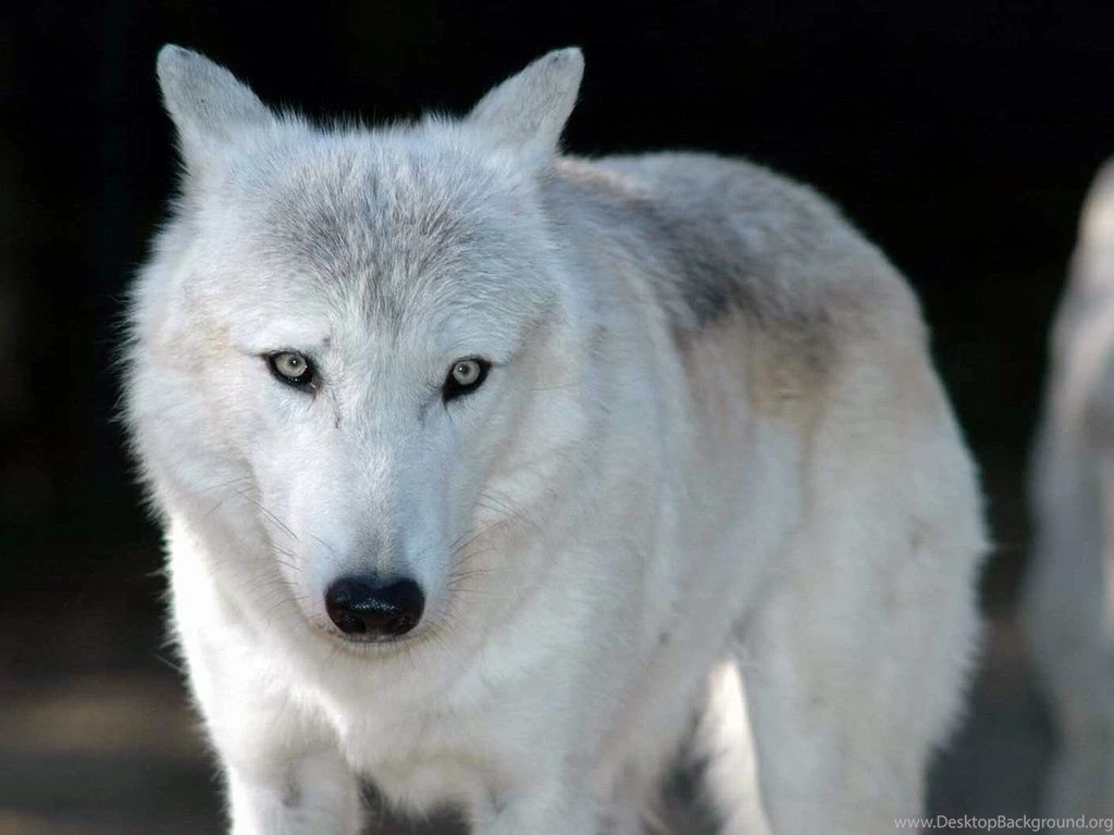 black and white anime wolves 16 backgrounds hdblackwallpaper com