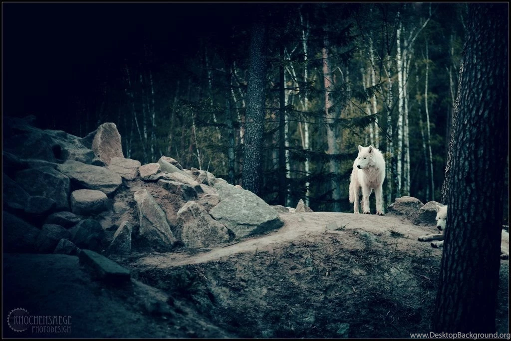 Dark Fairytales Part 7 By ElyneNoir On DeviantArt