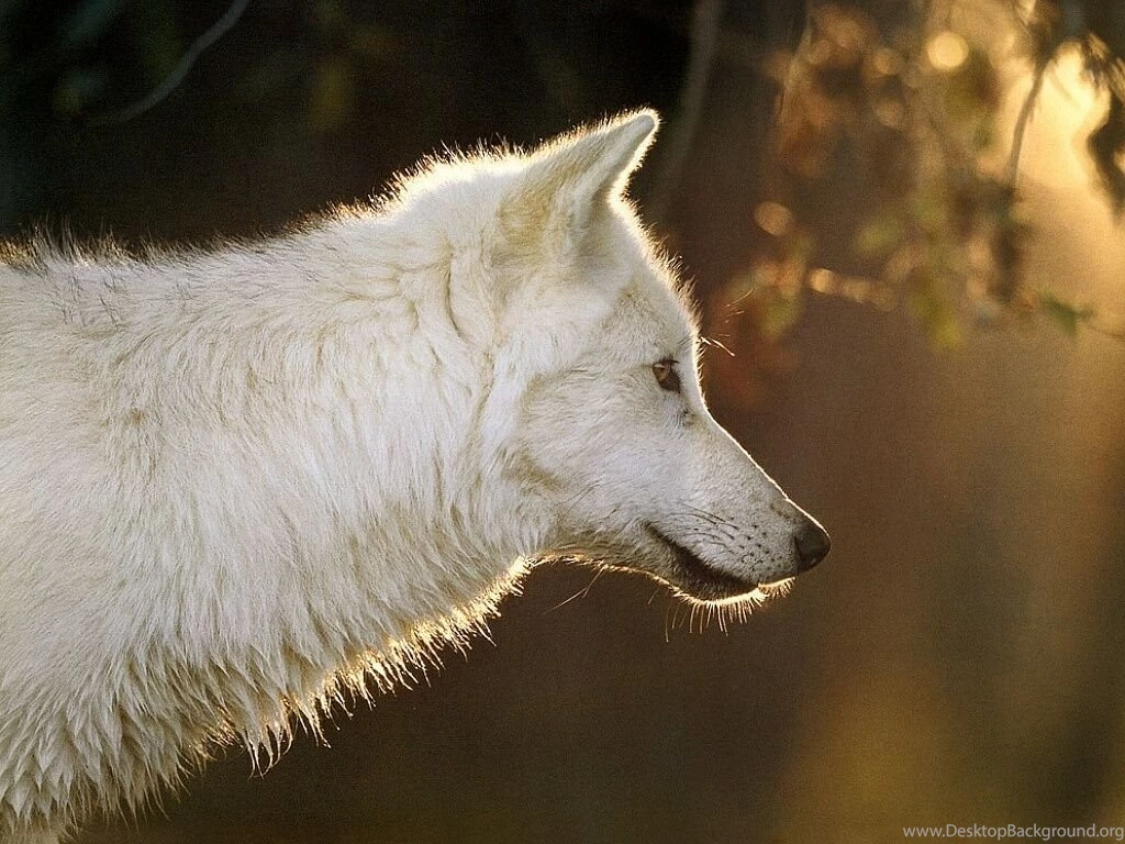 White Wolf   Free Animals Wallpapers Image With Wolves