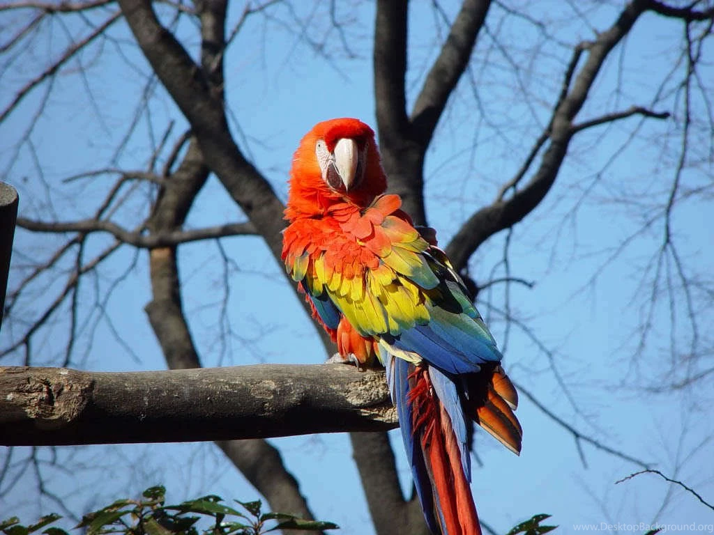 Scarlet Macaw   Cats,parrots And Butterflies Wallpapers (22883156 ...