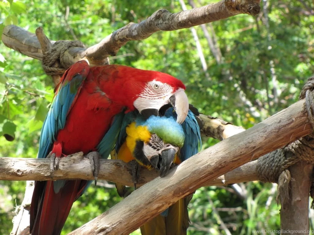 Bule And Gold & Scarlet Macaws Parrots Wallpapers (30769611) Fanpop