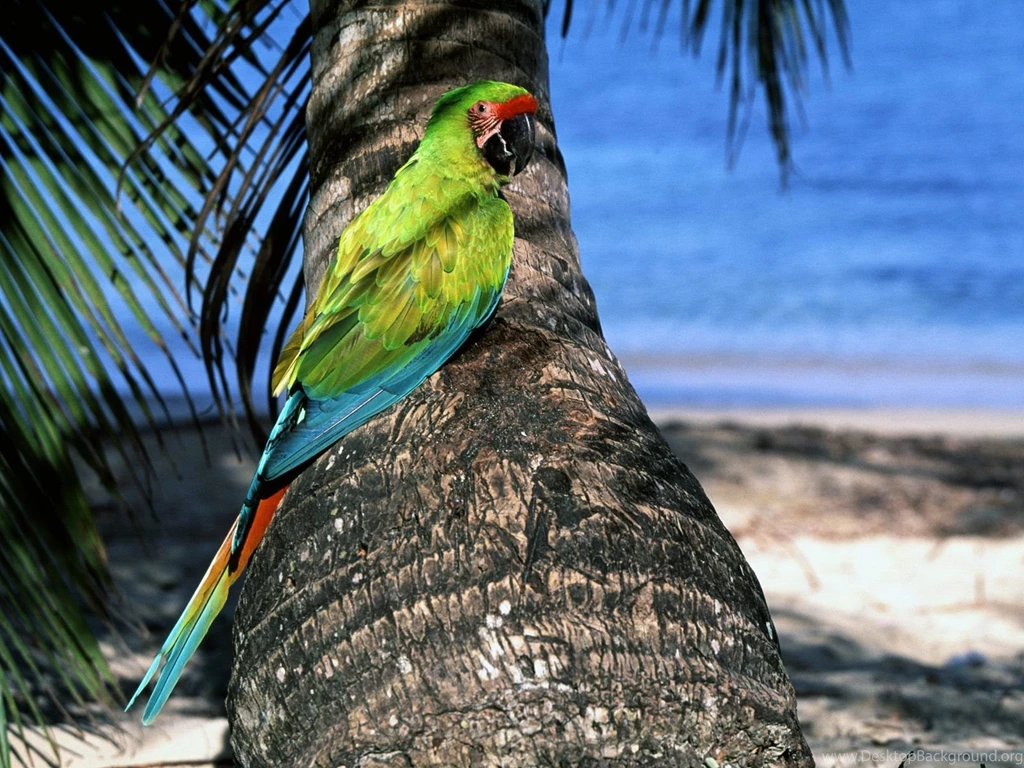 Free Wallpapers Great Green Macaw Parrot