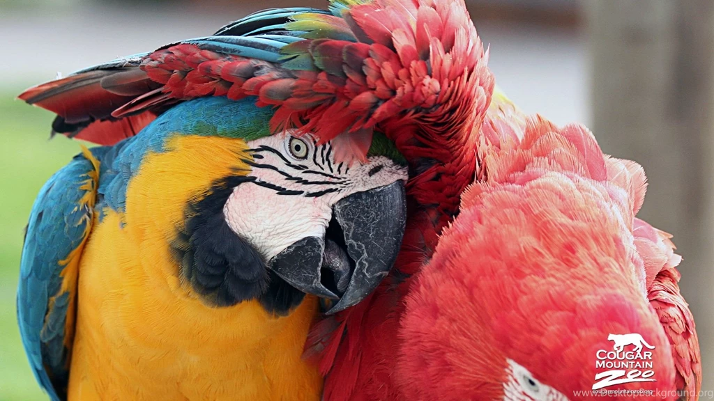 High Definition Parrot Wallpapers For Free Download