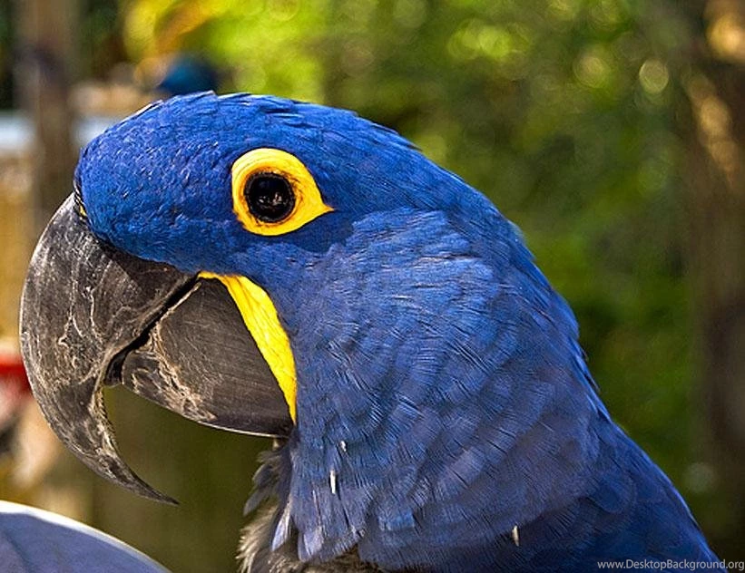 Free Wallpapers Indigo Macaw Parrot