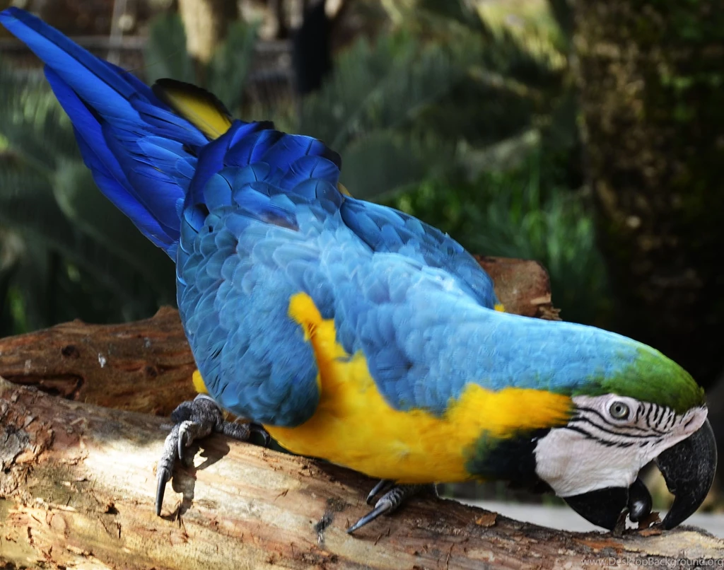 Desktop hd macaw parrot photos.jpg