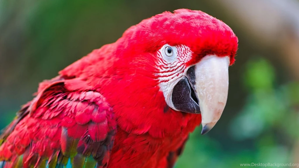 Download Wallpapers 1920x1080 Parrot, Macaw, Bird, Feathers, Color ...