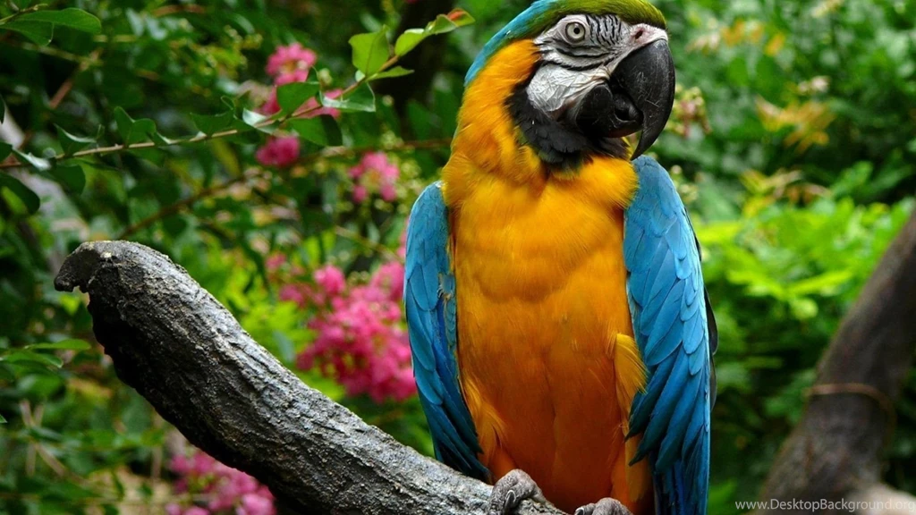 Beautiful Macaw Parrot Wallpapers 1920x1080 541887