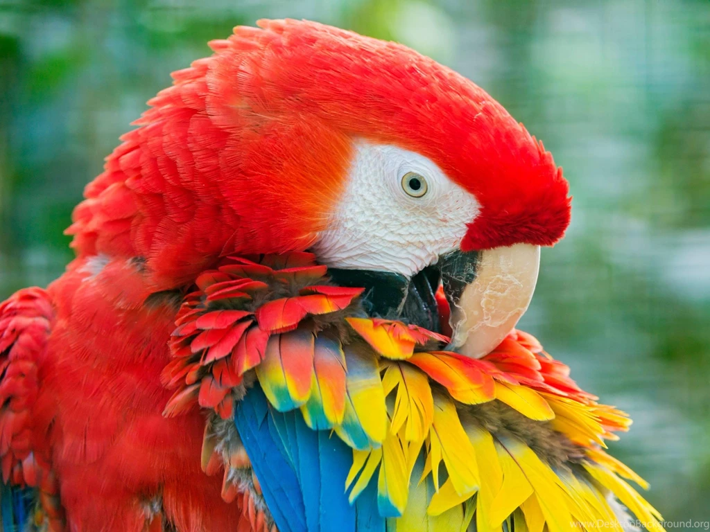 Macaw Parrot Wallpapers Animals And Birds Wallpapers