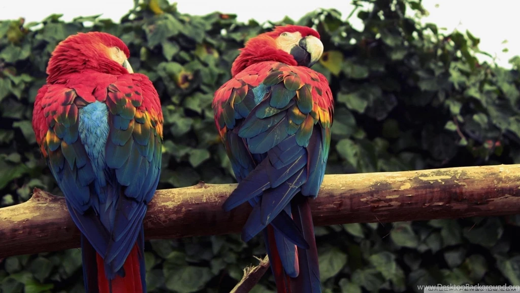 Macaw Parrots Dual Monitors 4300 Hd Wallpapers