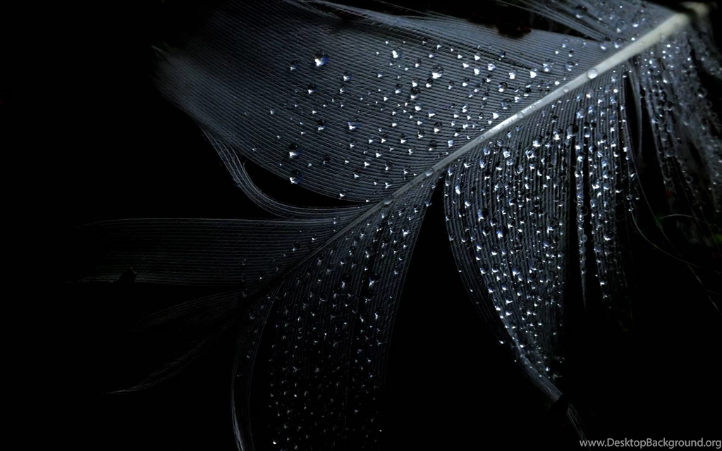 Black Dark Feather Wallpapers (