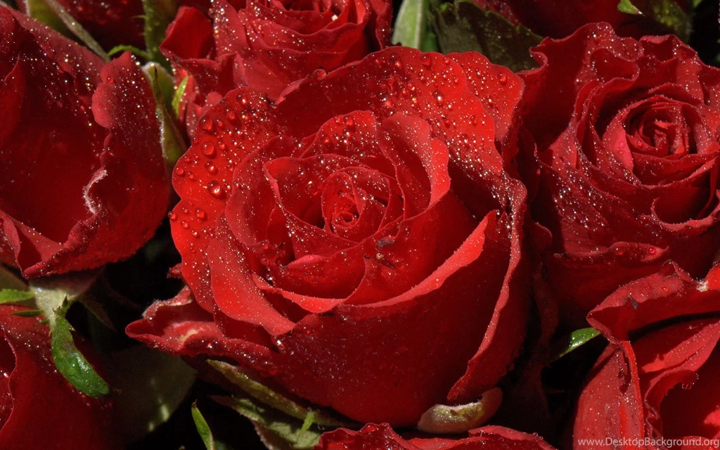 Rose Flower Images And Wallpapers Download