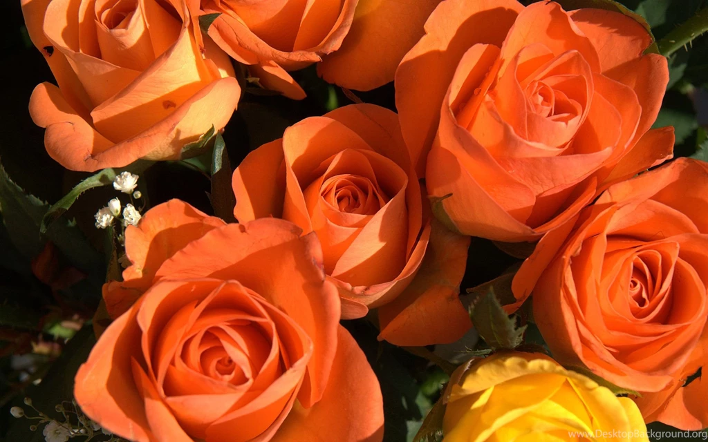 Flower Bokeh Images And Wallpapers Download