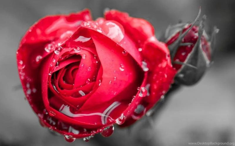 One Red Rose Flower, Dew Wallpaper,One HD Wallpaper,Red HD ...