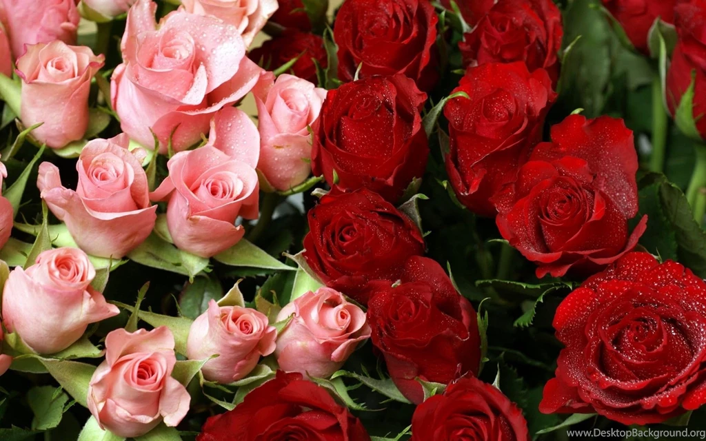 Rose Garden Computer Wallpapers, Desktop Backgrounds