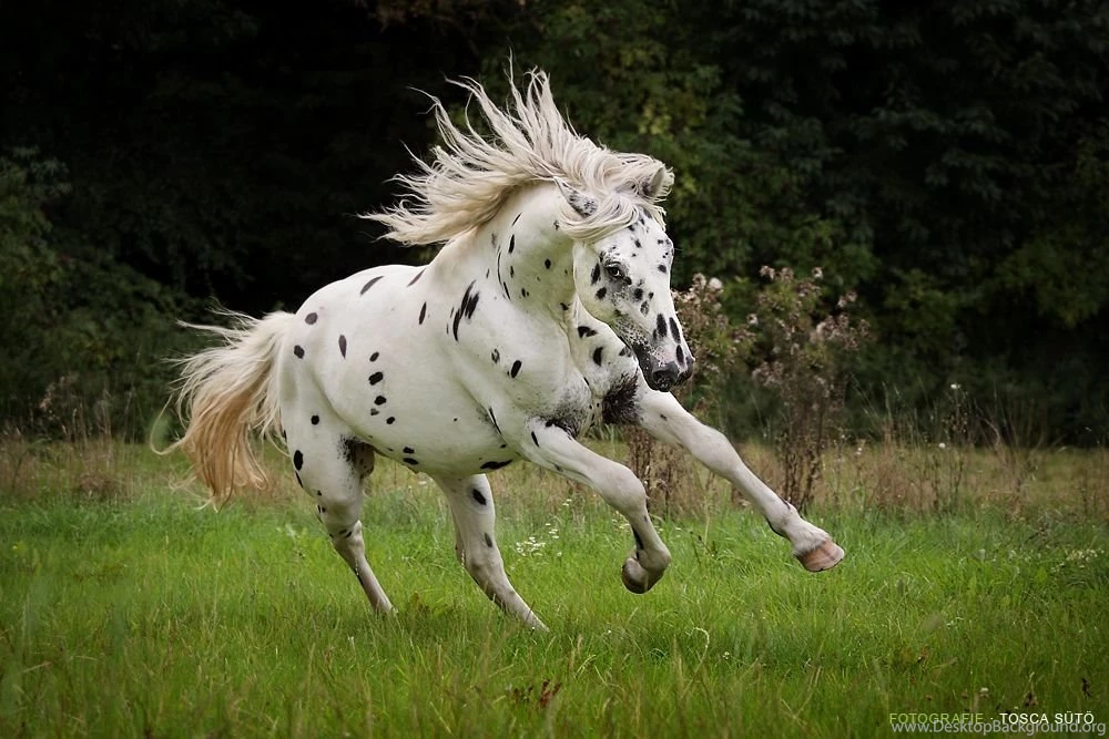 Horses: Knabstrupper Leopard Danish Appaloosa Hotses Spotted ...