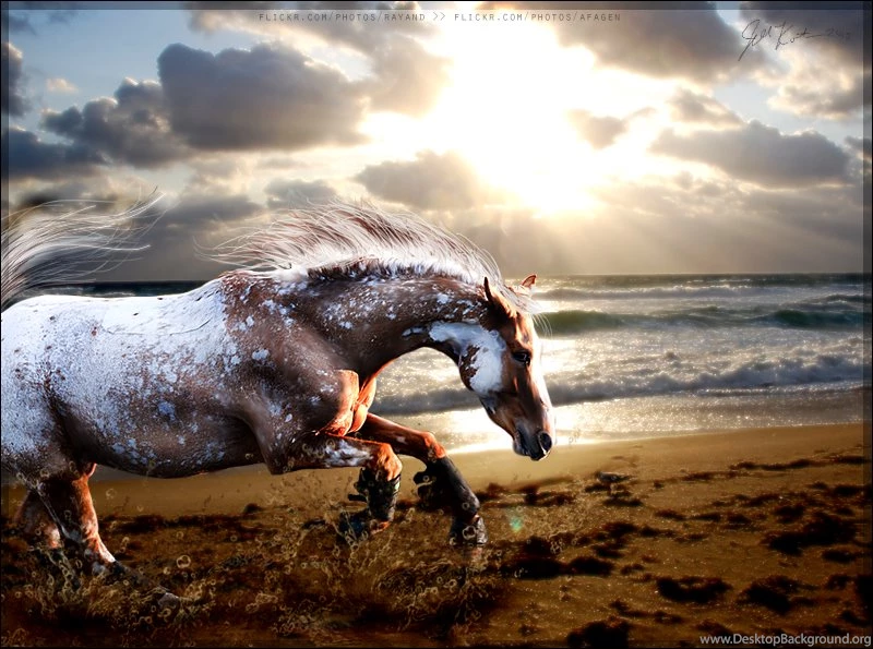 Appaloosa On Beach By Jillkostishion On DeviantArt