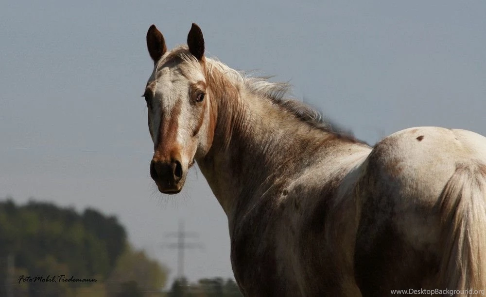 Horses Appaloosa American Horses Diluted Coat Appaloosahorse ...