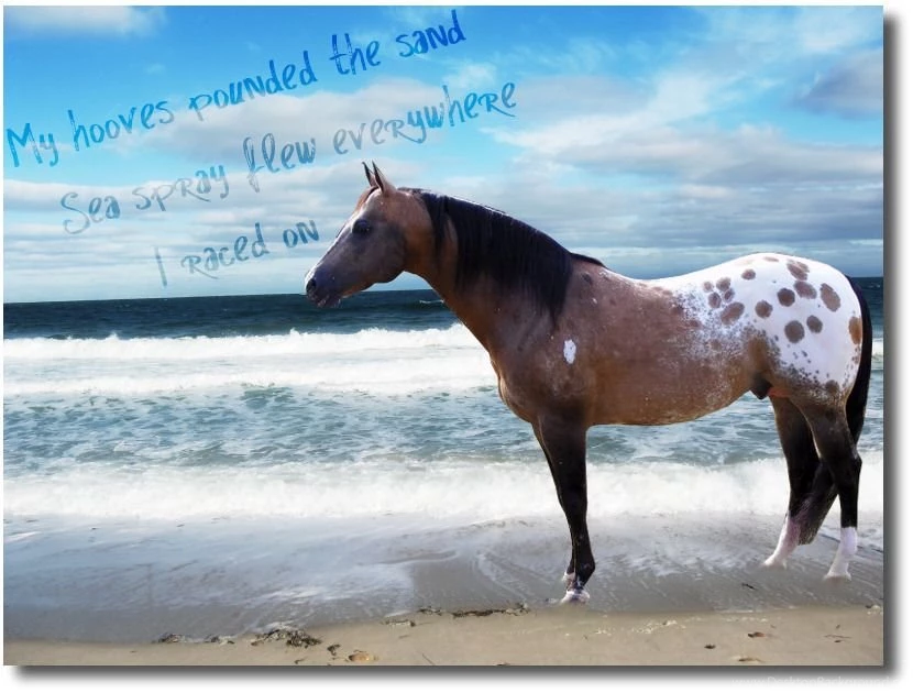 Appaloosa On Beach By Black bear graphics On DeviantArt