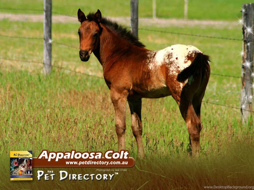 The Pet Directory Australia: World's Largest Online Pet Directory ...
