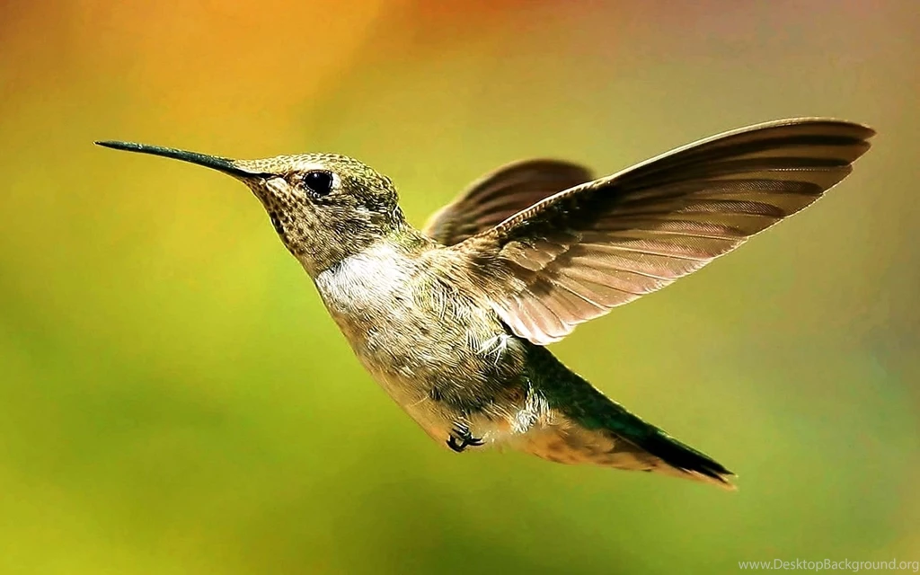 Free Wallpapers For Computer Hummingbird Photos Of Some Websites To ...